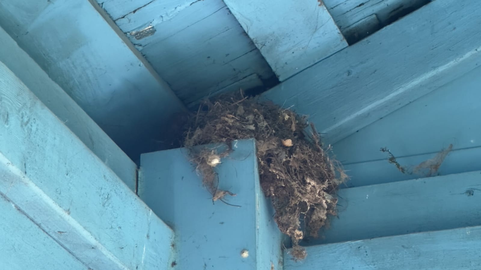 How to Get Birds Out of Your Garage