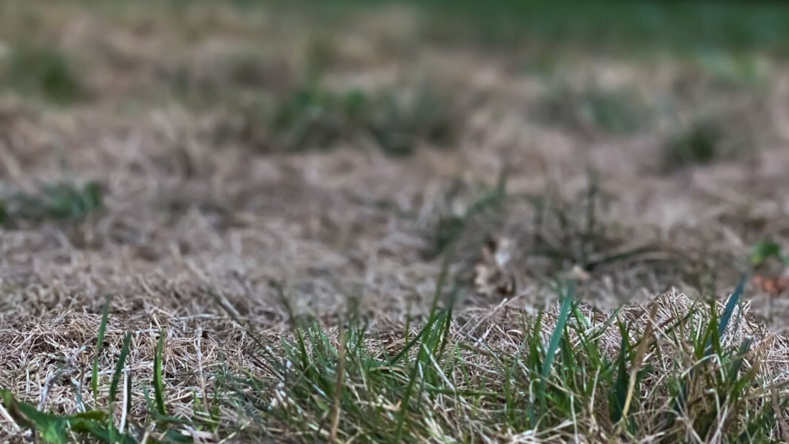 How to Help a Lawn Recover After a Drought