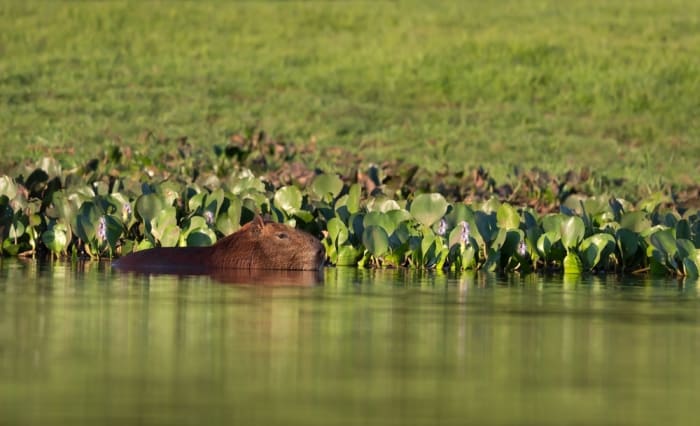 The Amazon Rainforest, Brazil