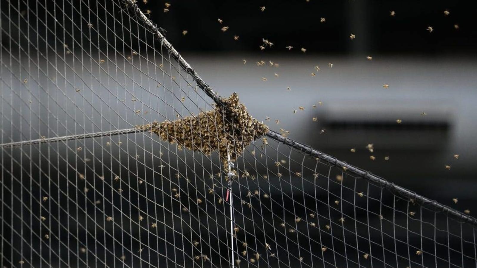 Bees delay start of Dodgers-Diamondbacks game