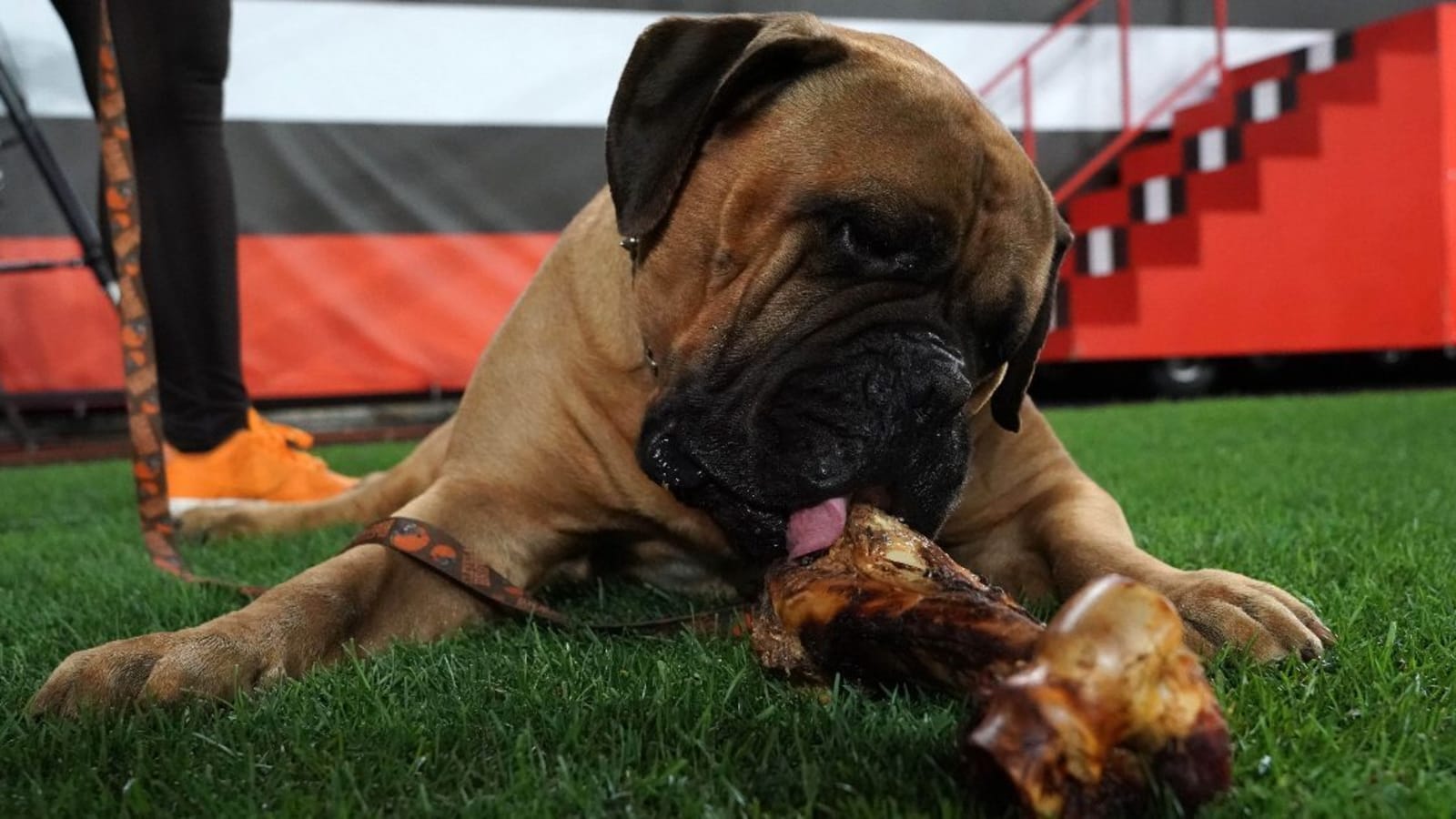 Cleveland Browns mourn death of Bullmastiff mascot Swagger Jr.