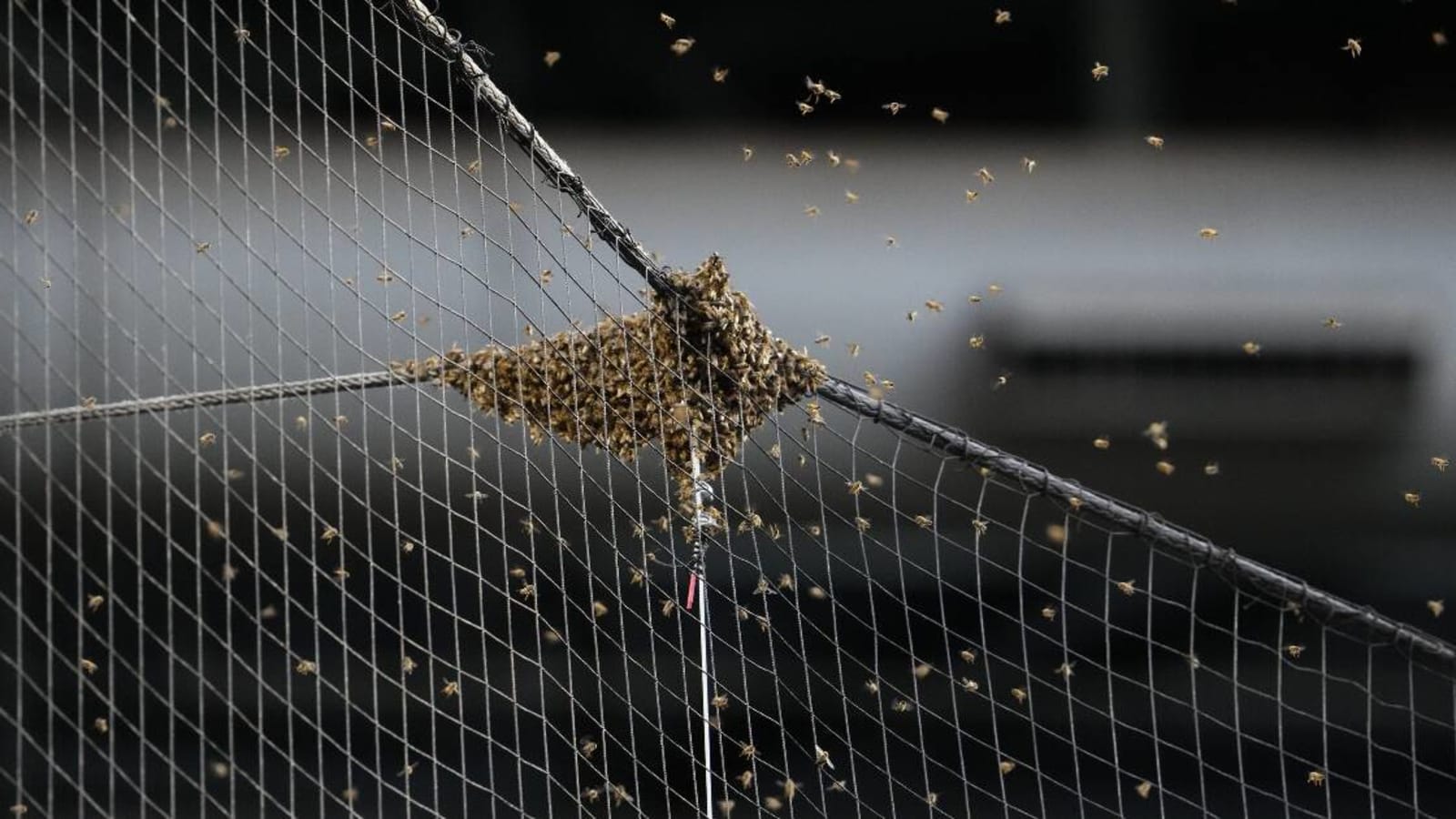 Arizona Diamondbacks, Los Angeles Dodgers have game delayed due to a bee colony inside Chase Field