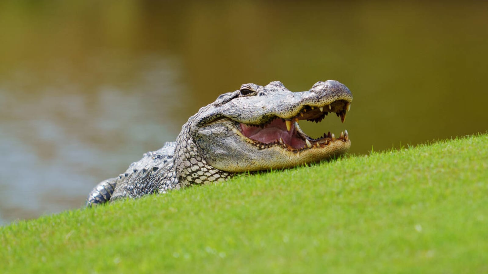 Viral video shows alligator that interrupted play at PGA tournament