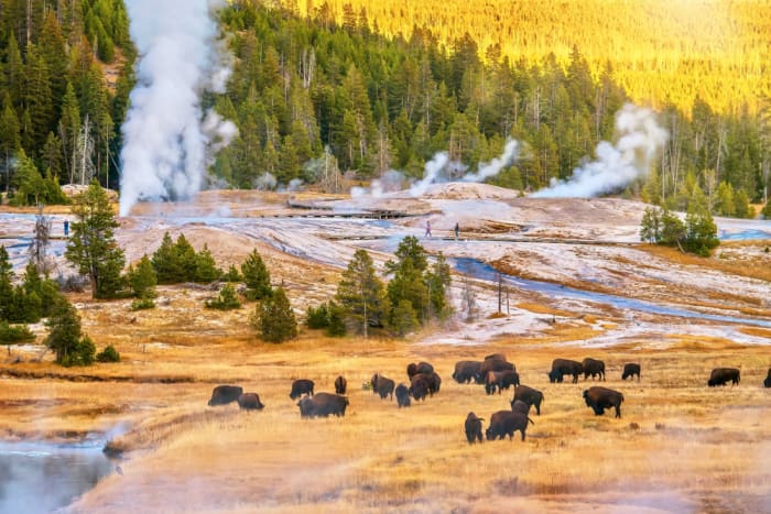 Yellowstone National Park, United States