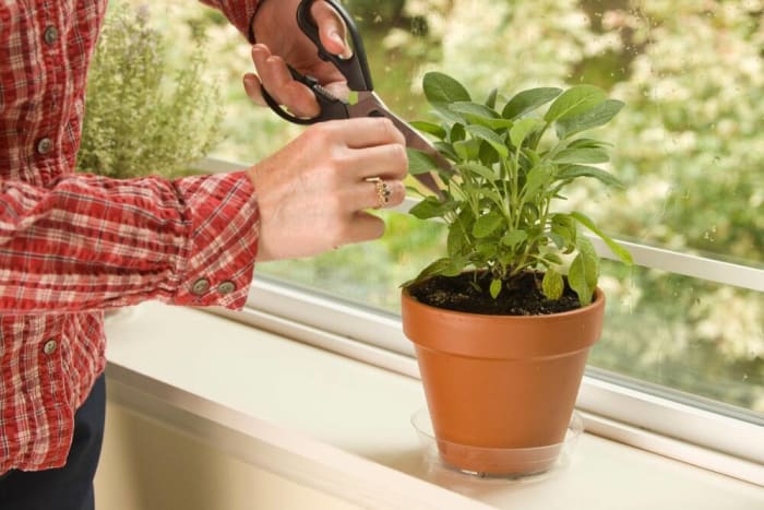 Don't be afraid to cut back your herbs