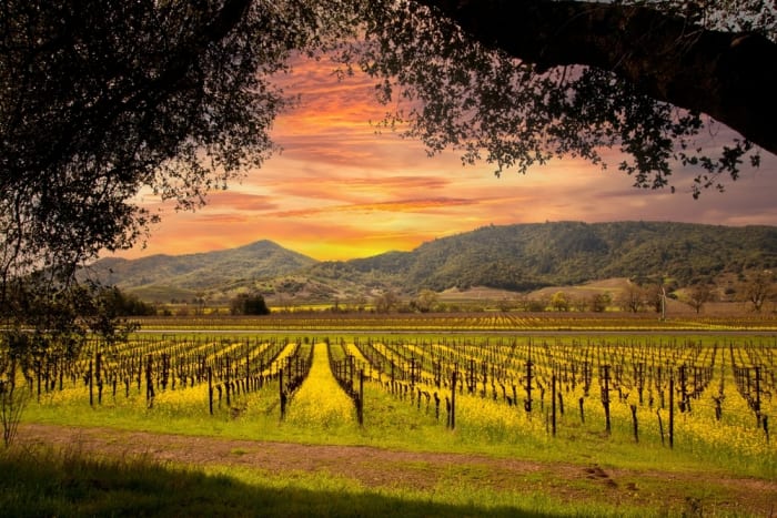 Napa Valley, California