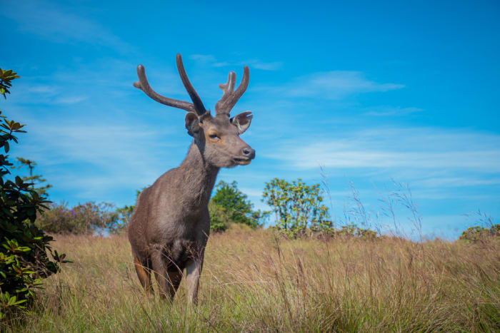 Khao Yai National Park, Thailand