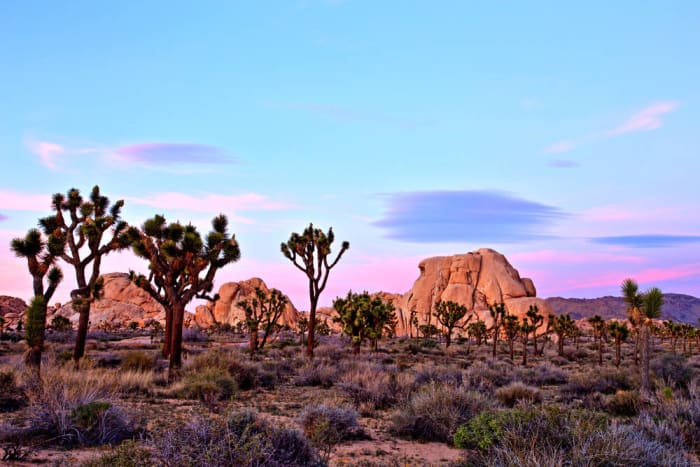Joshua Tree National Park, California