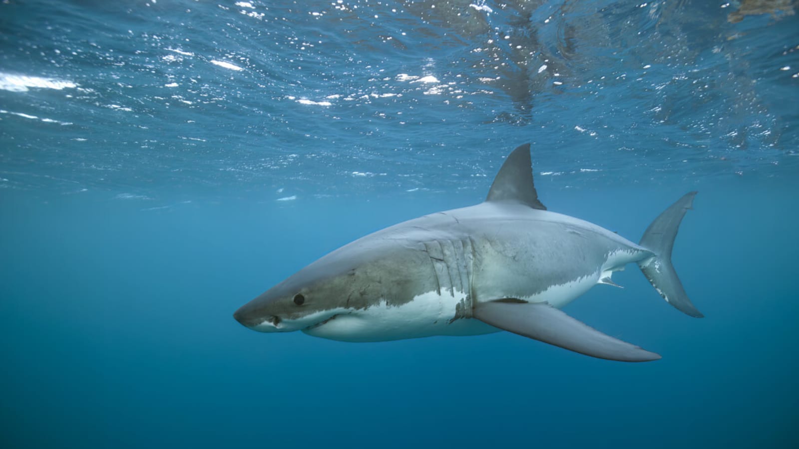 “Absolutely Shocking”: Teen Killed in Australia Shark Attack