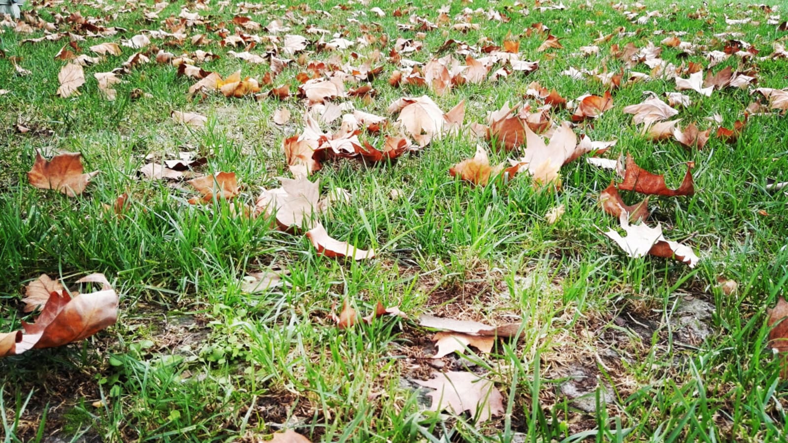 How to Plant Grass Seed in the Fall