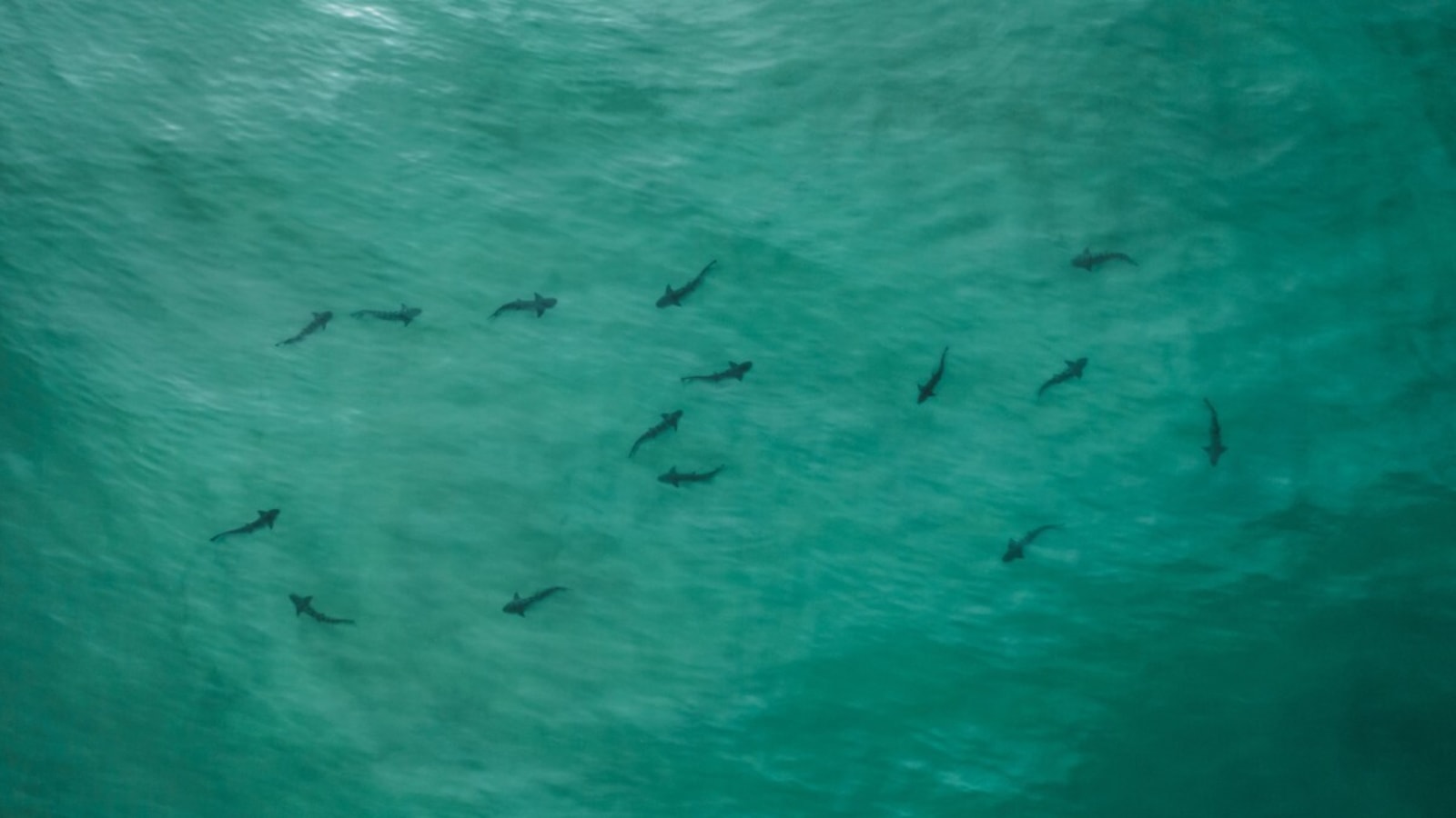 Sharks Swarm Beneath Unknowing Surfers in SoCal (Video)