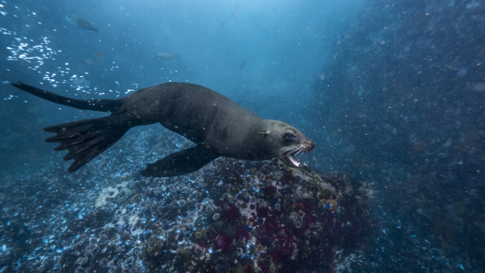 Rabid Seals Are Attacking Surfers in South Africa