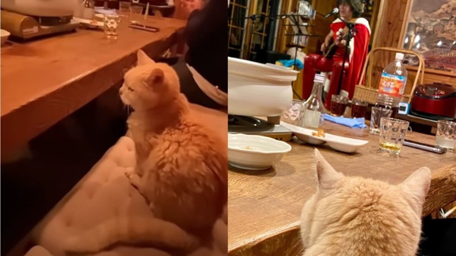 Watch a Cat Tap His Tail to Live Music