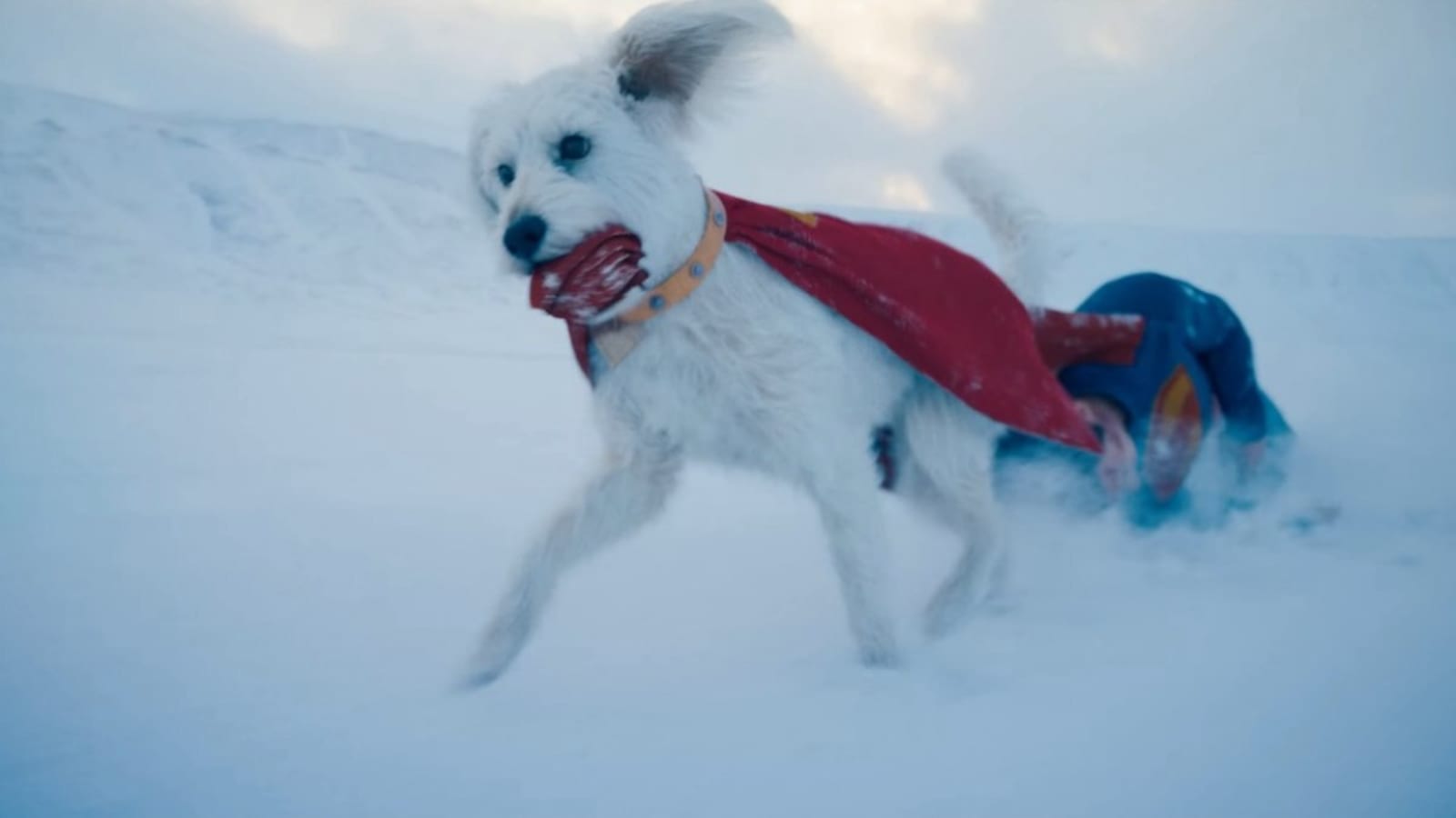 Adorable Video Shows James Gunn’s Dog Losing It Watching Krypto the Superdog in SUPERMAN