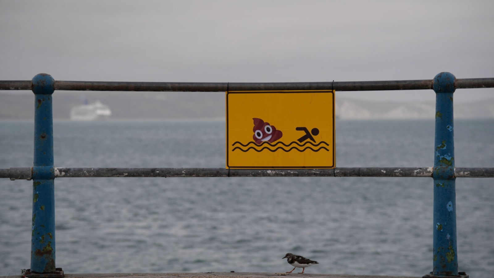 Poop Is Good for the Ocean, Scientists Say