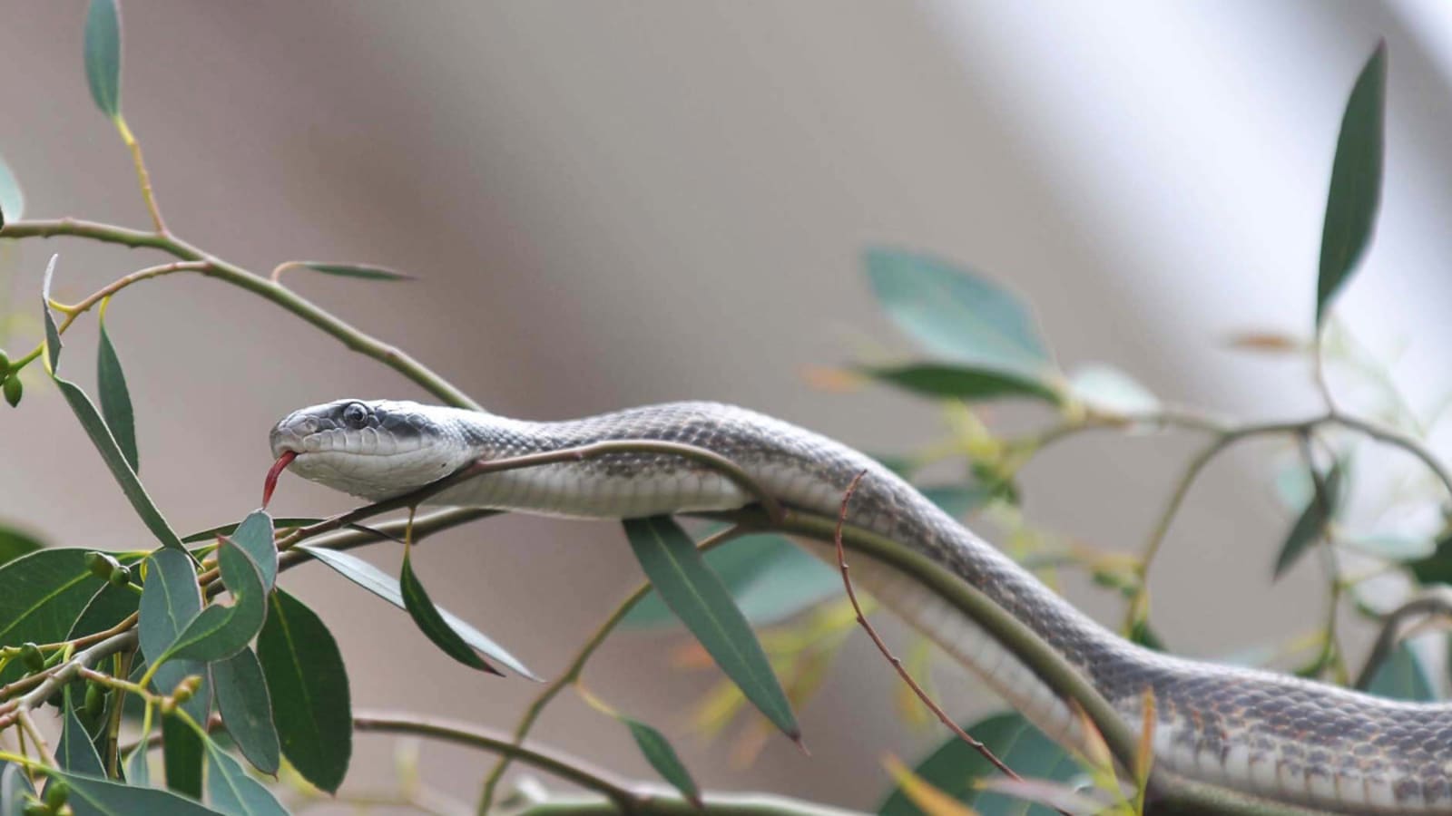 Snake Delayed Golfer&#39;s Round At PGA Championship