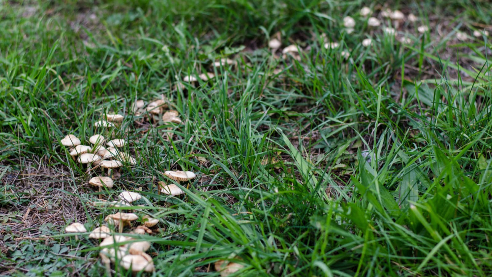 Moldy Grass? Try This DIY Lawn Fungicide