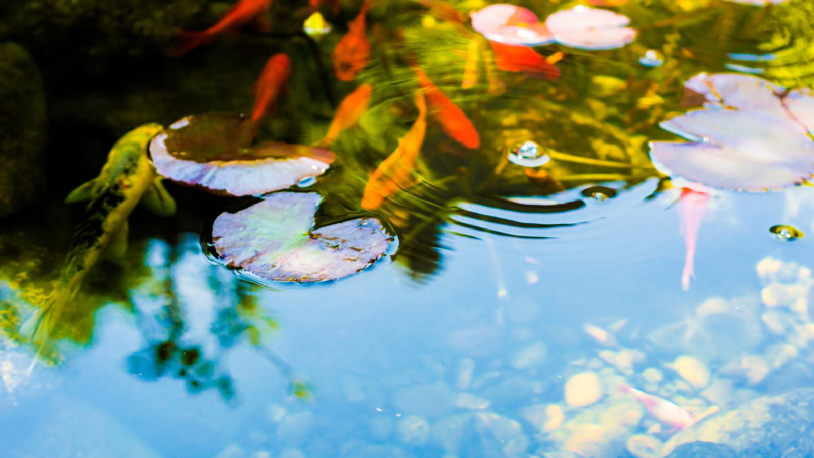 Can Fish Overwinter in a Backyard Pond?