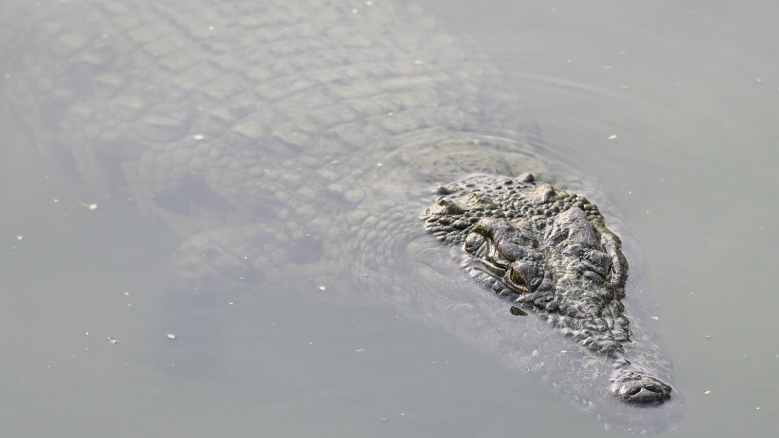 &#39;Insane&#39; Crocodile Spotted On U.S. Golf Course Wednesday