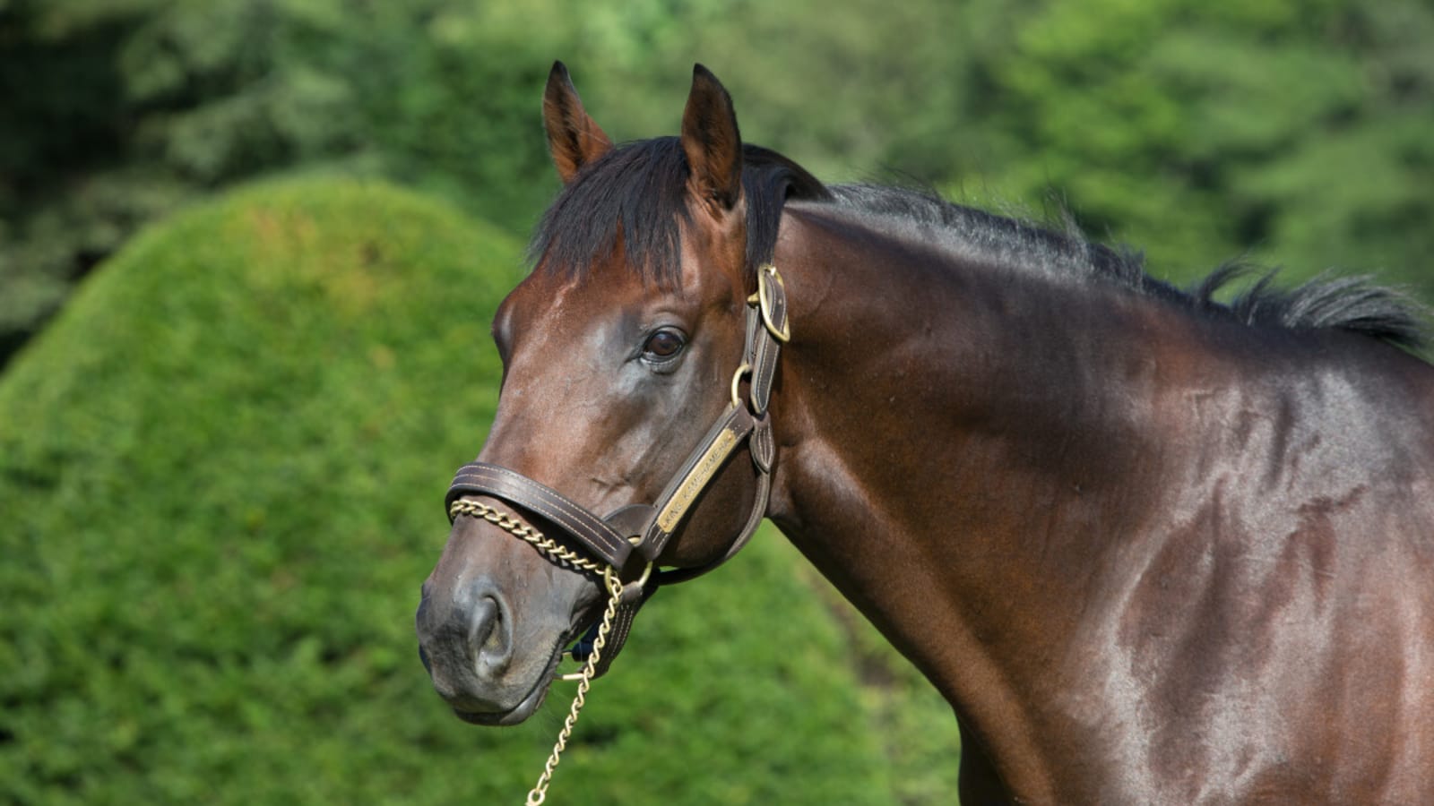 Saying Goodbye To Performance Horse Legendary Sire