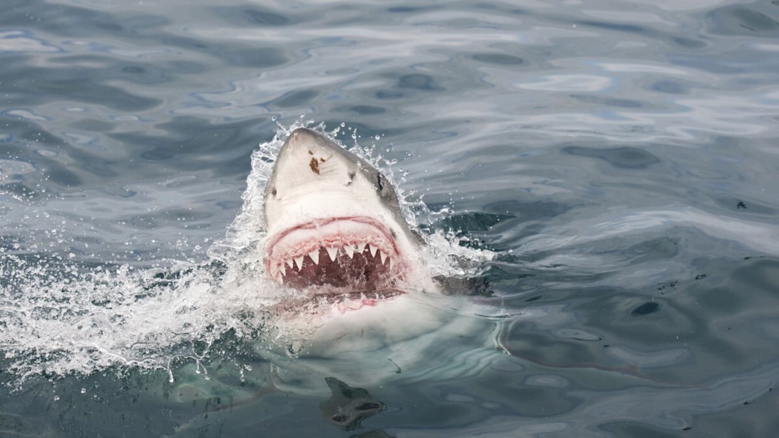 Surfer Chomped by Shark in…Shark Bite Capital of the World
