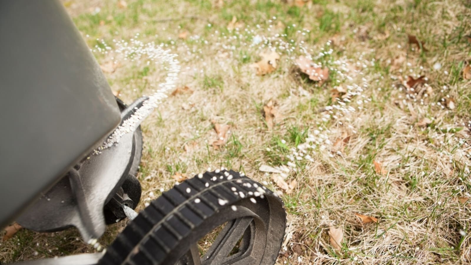 Why You Should Fertilize Your Lawn in November