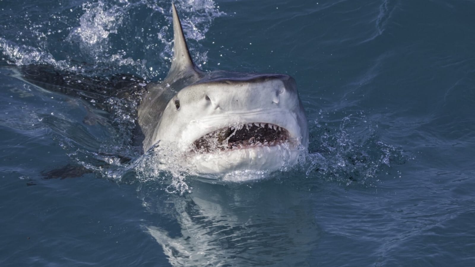 Shark Attack at Popular Western Australia Surf Spot