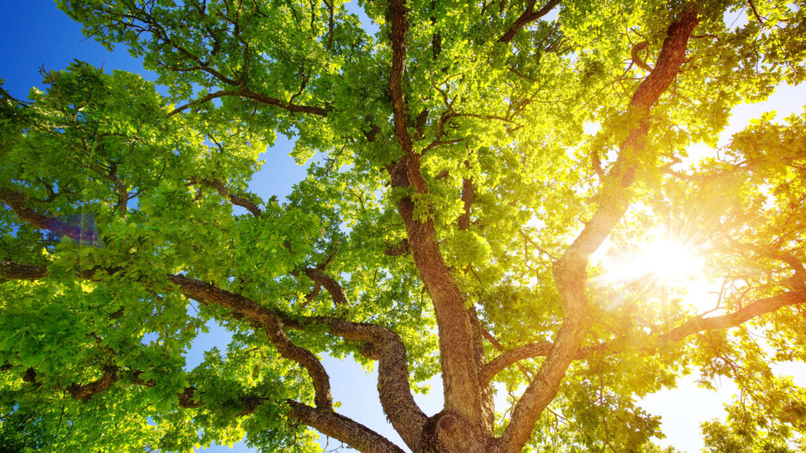 Will Your Oak Tree Survive Severe Weather?