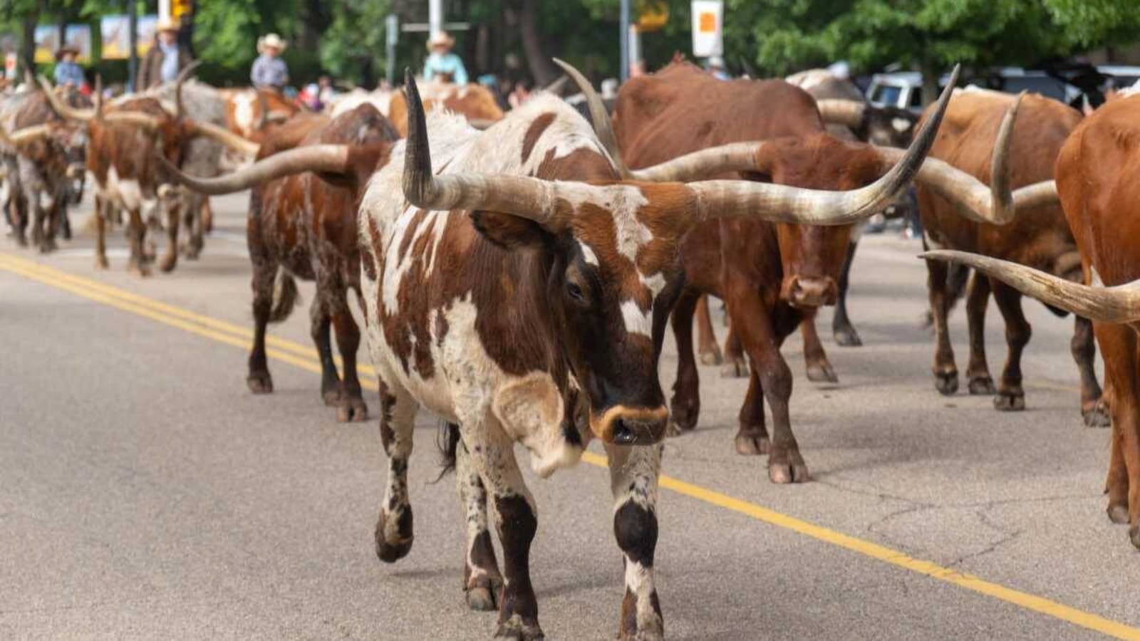 Your Guide to Cattle Drive Adventure Vacations