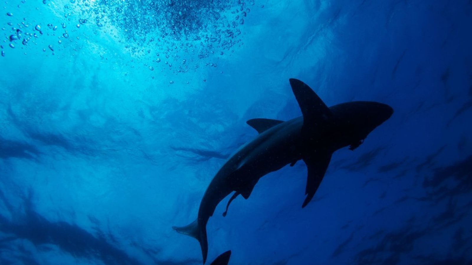 Maui Surfer Loses Leg In Shark Attack