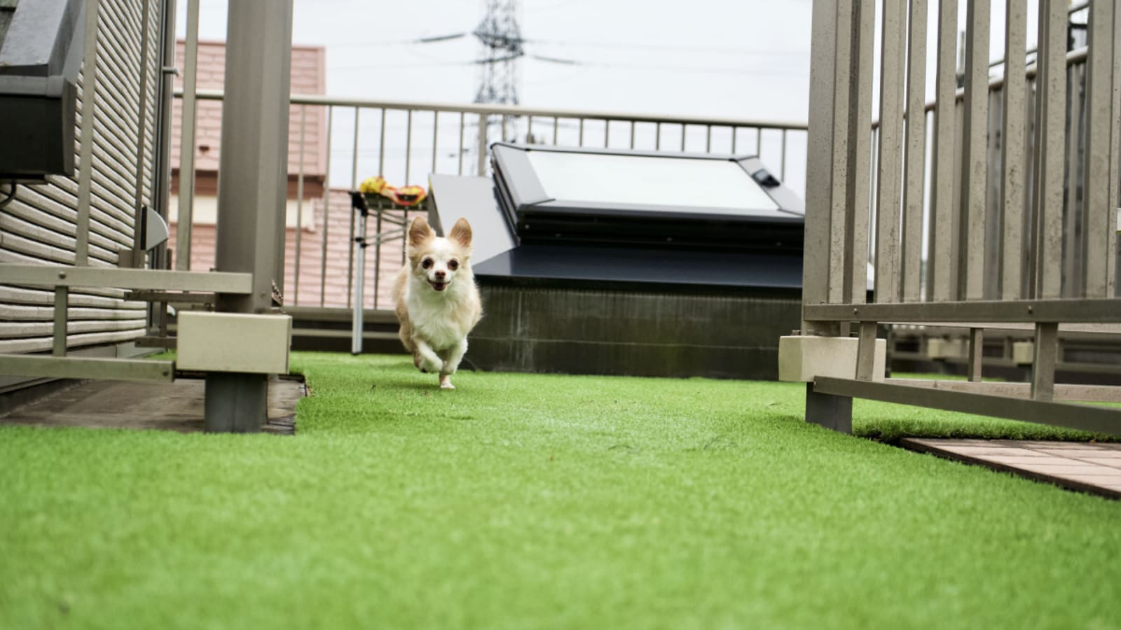 How to Get Rid of Urine Smell on an Artificial Grass Lawn Yardbarker