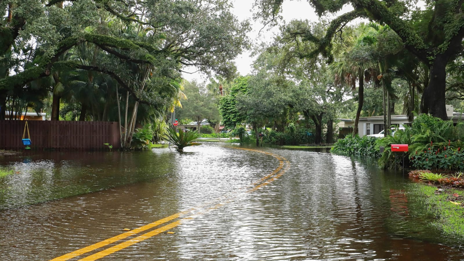 How Flooding Affects Trees