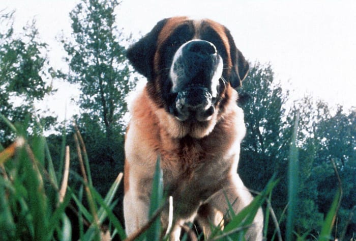 Cujo from 'Cujo'