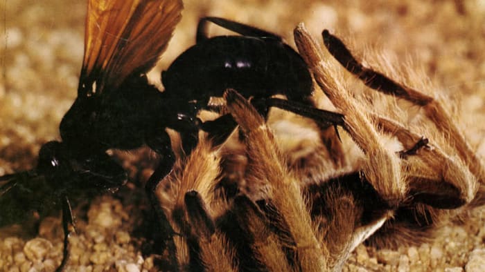 "The Living Desert" (1953)