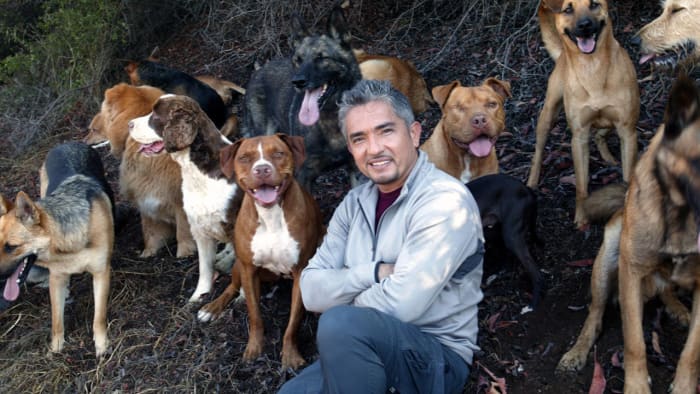 Calling all animal lovers