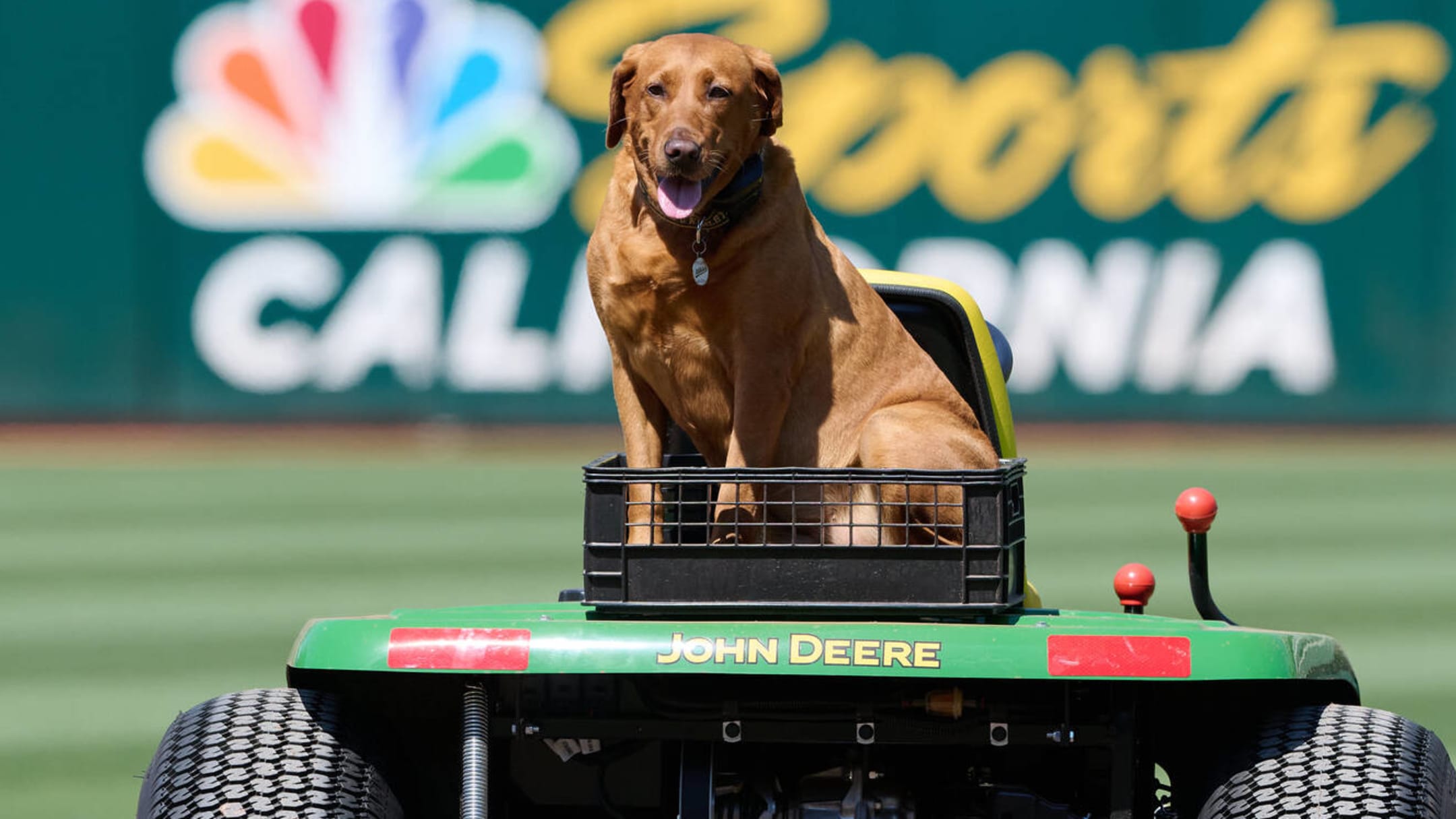 Meet our new friend, Pirates Pup! - Pittsburgh Pirates