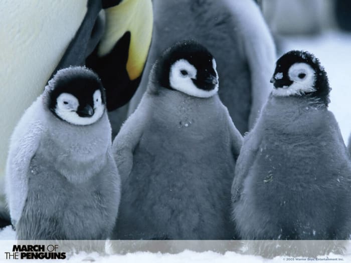 March of the Penguins (2005)