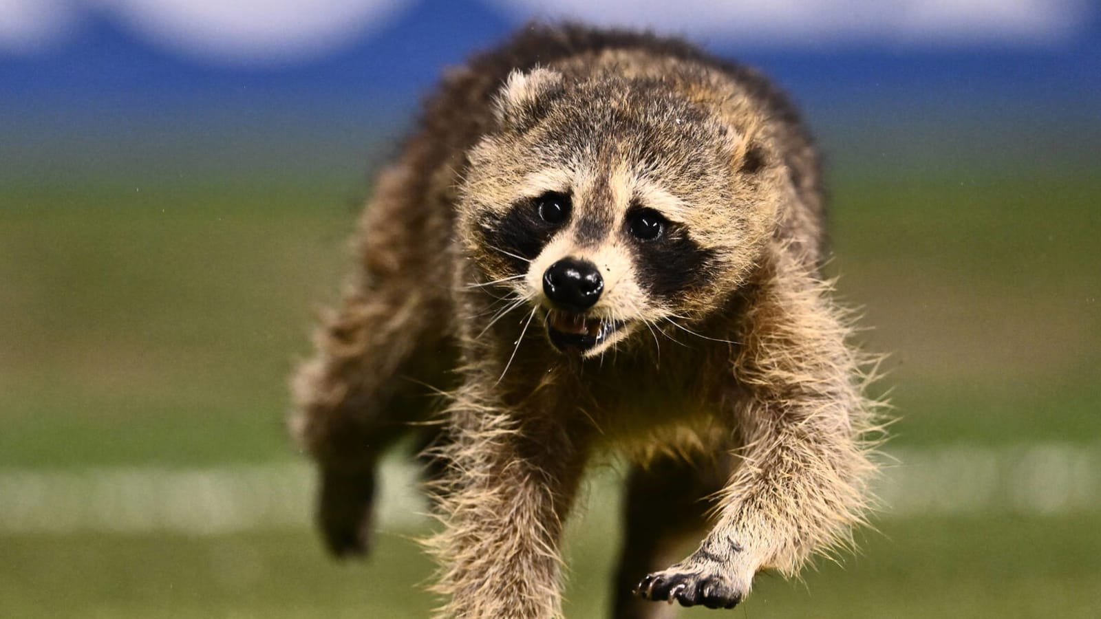 Watch: Raccoon makes 'MLS history' during match