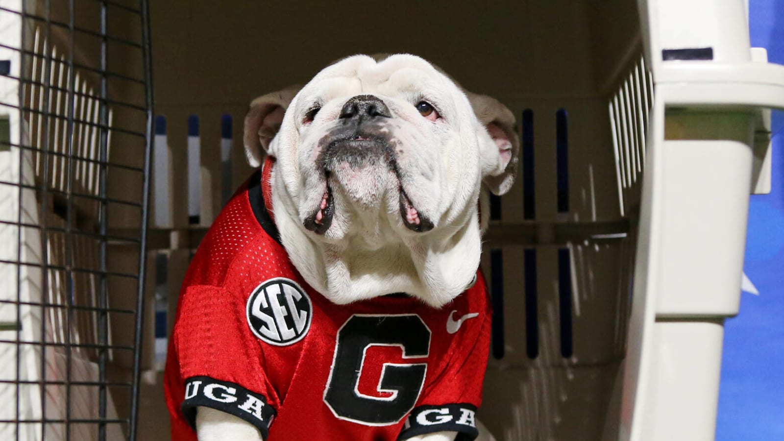 Georgia's mascot Uga will not be making trip to title game