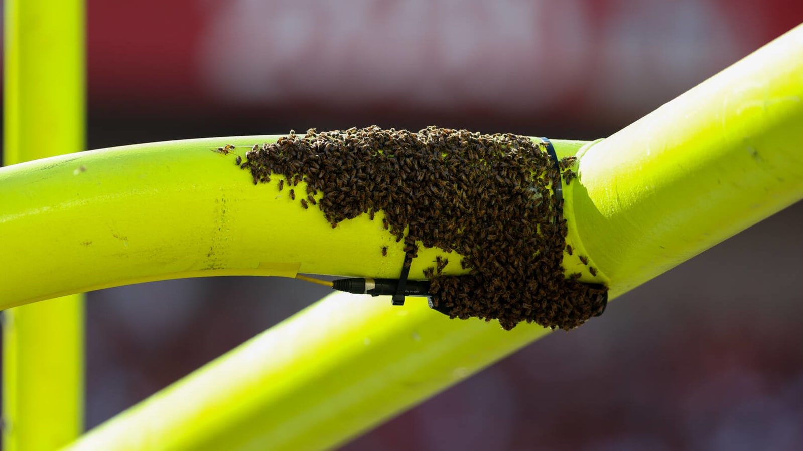 Buccaneers have major bee issue during Sunday’s game