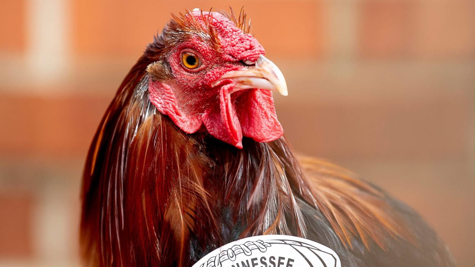 South Carolina's rooster mascot name suggestion goes viral