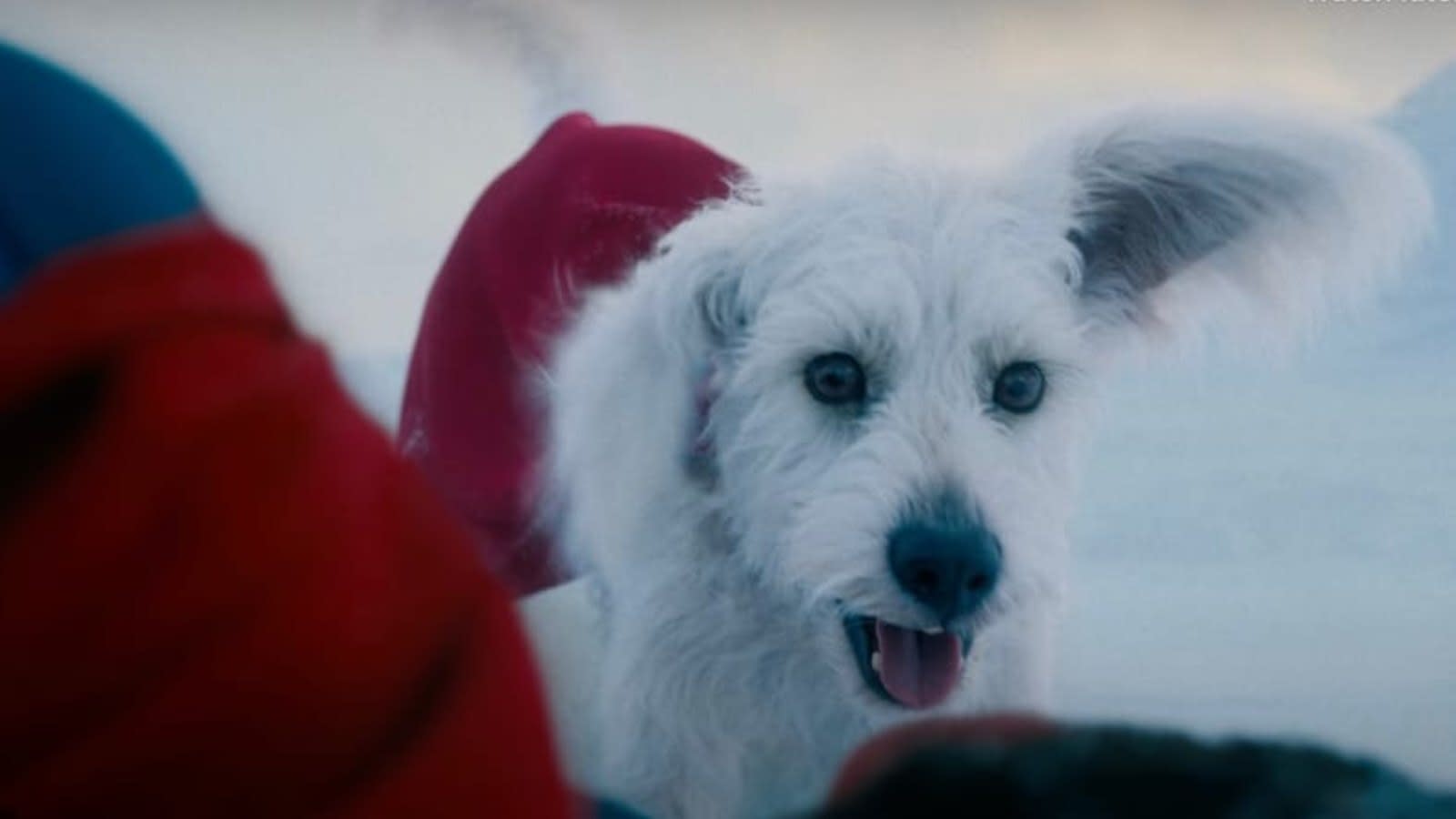 Who Is Superman’s Superpowered Dog, Krypto? 