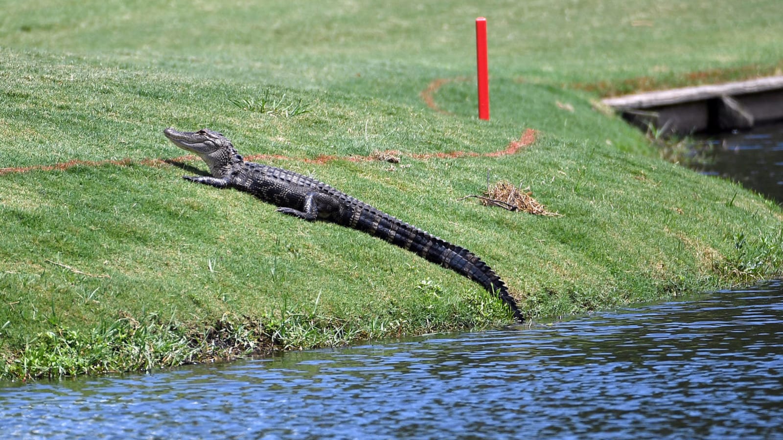 Massive alligator on Florida golf course goes viral