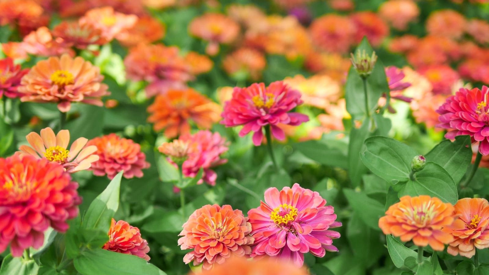 20 plants even first-time gardeners can grow easily