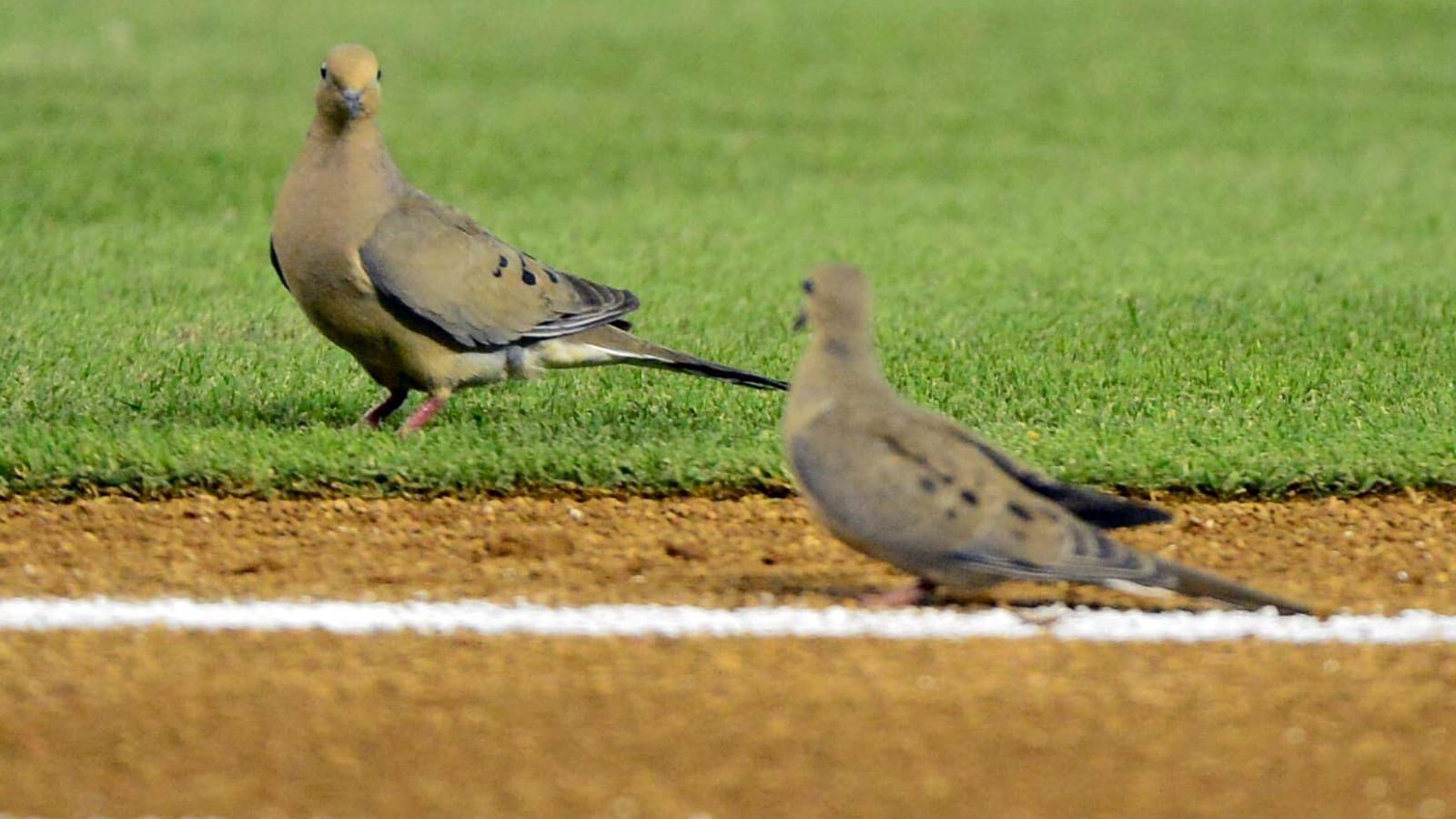 Watch: Diamondbacks involved in another bird-related tragedy