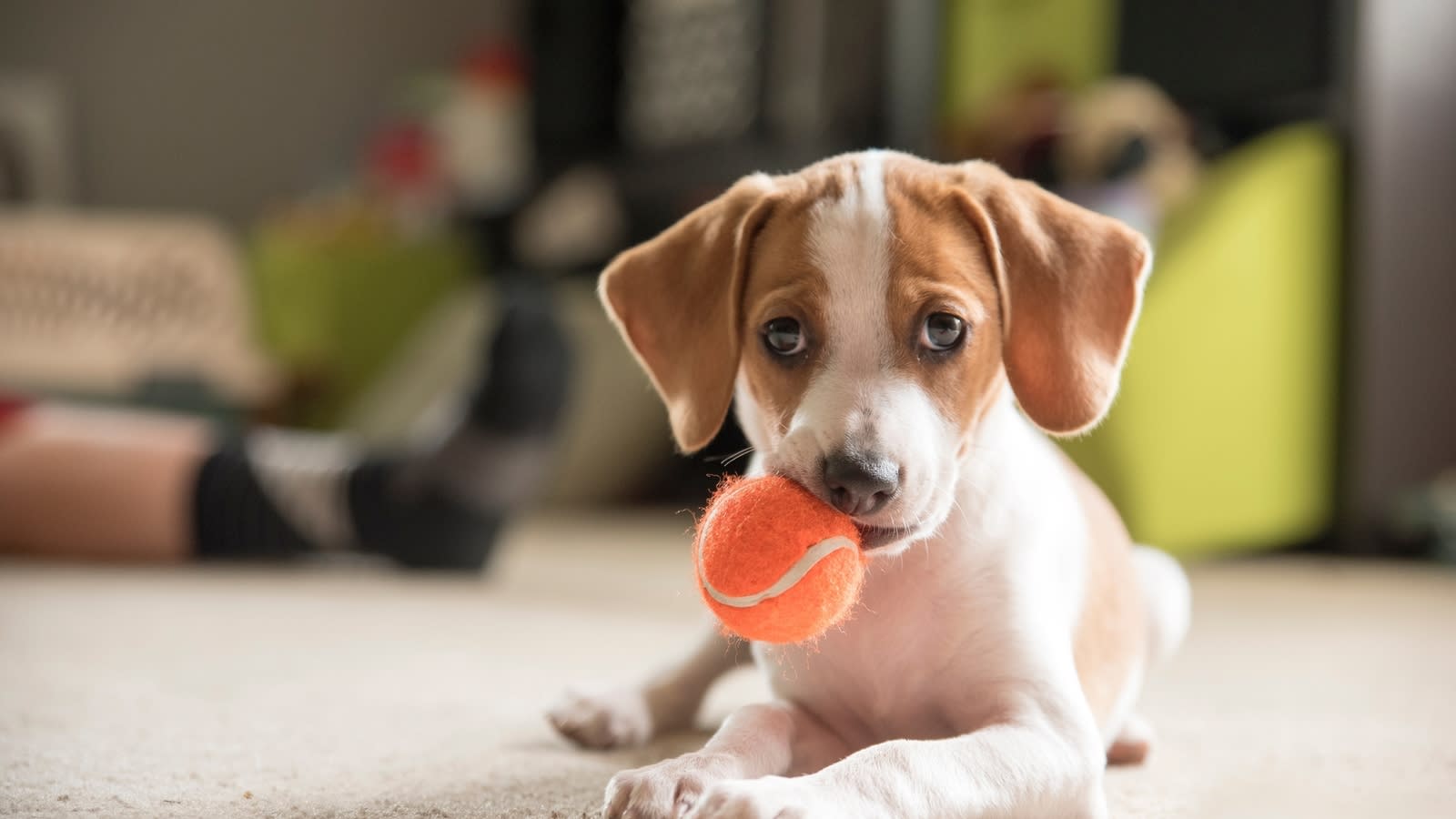 New pet owner? Here are 18 essential tips for first-time animal parents