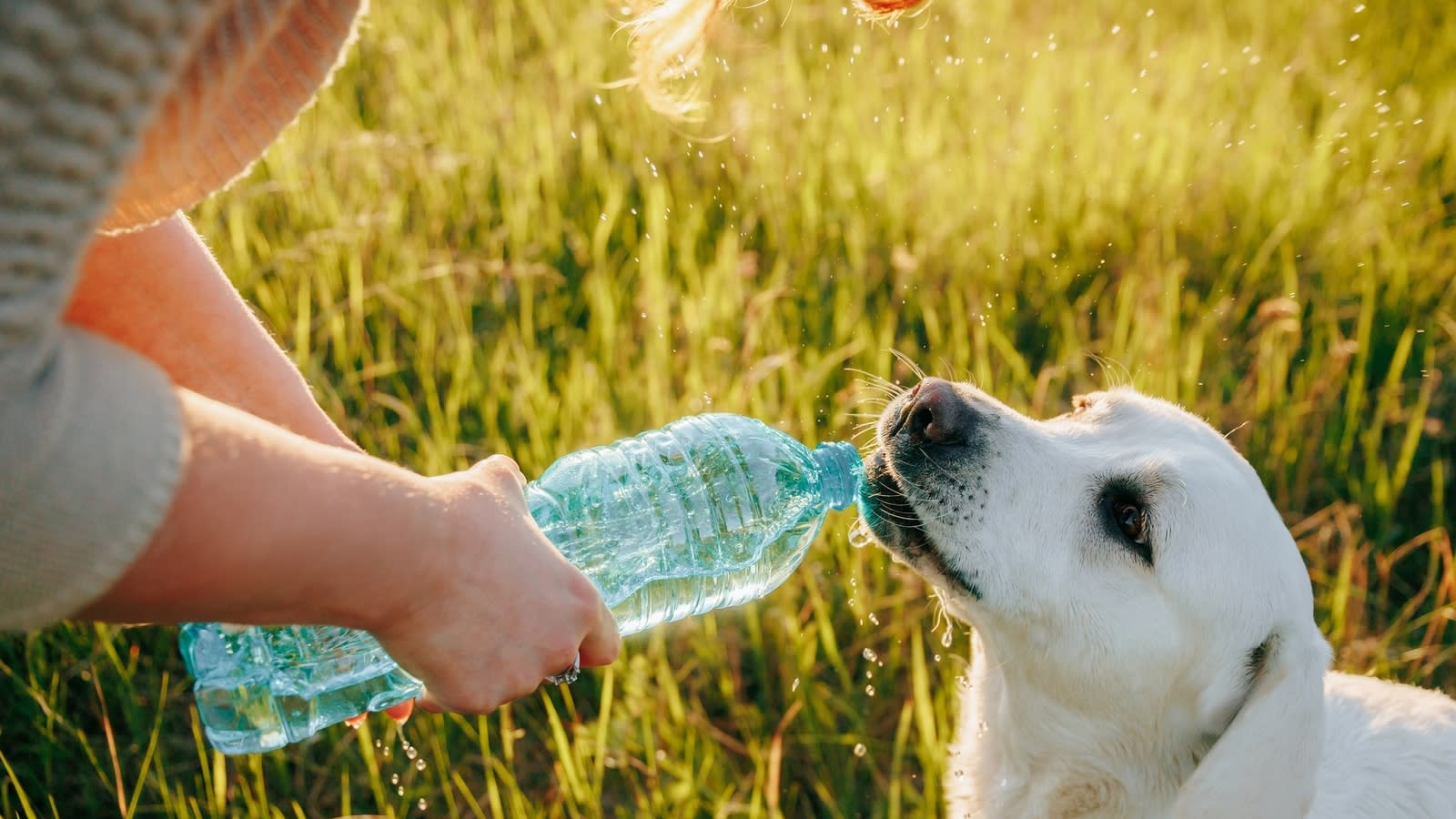 20 ways to stay cool during the dog days of summer