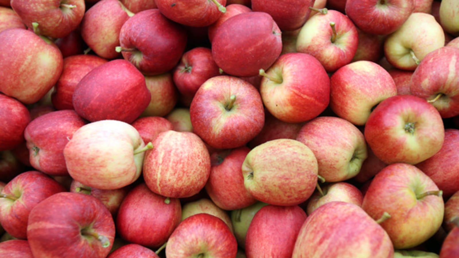 20 easy and delicious apple desserts perfect for Thanksgiving