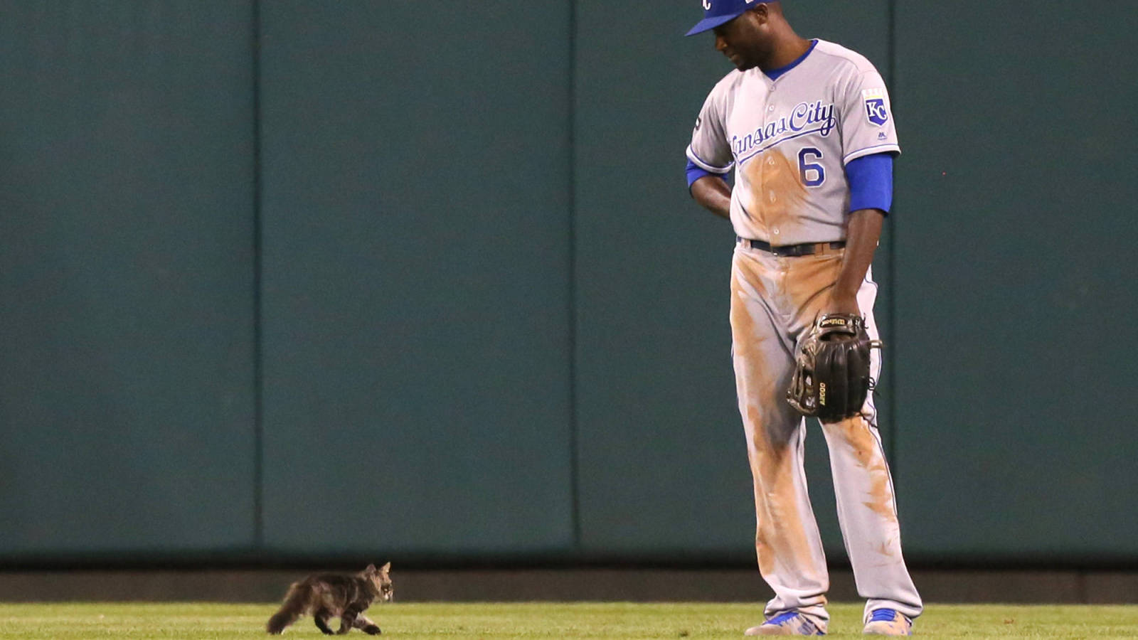 Box Score 8/10: Sports and cute animals, what more you want?