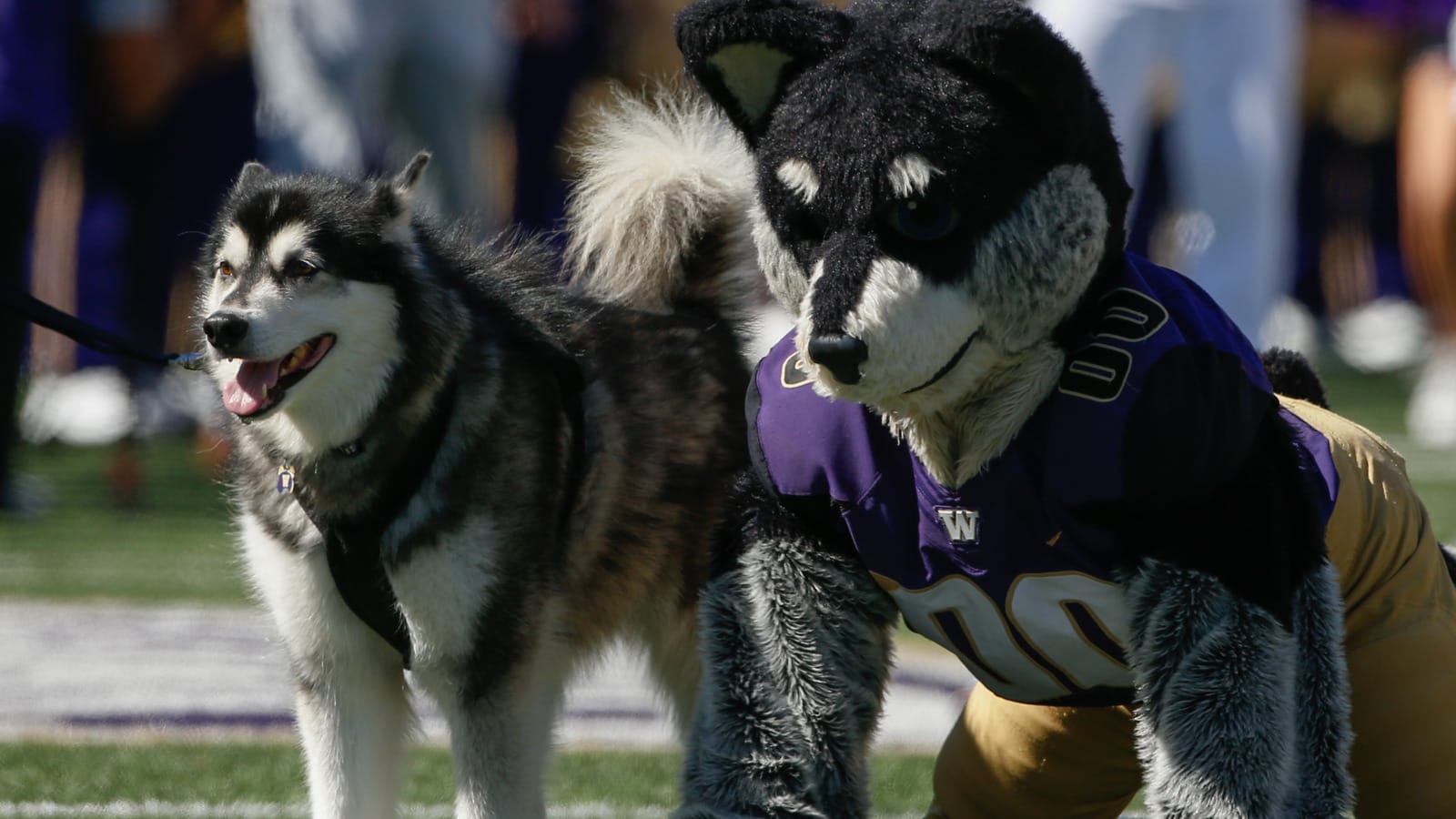 TailGreater: 'Sterngating' with the Huskies